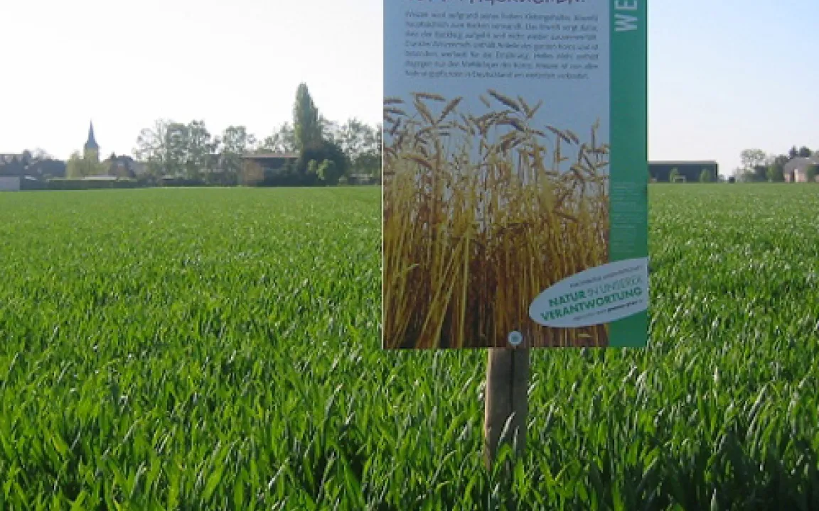 Gesunder Weizen – pralle Ähren 