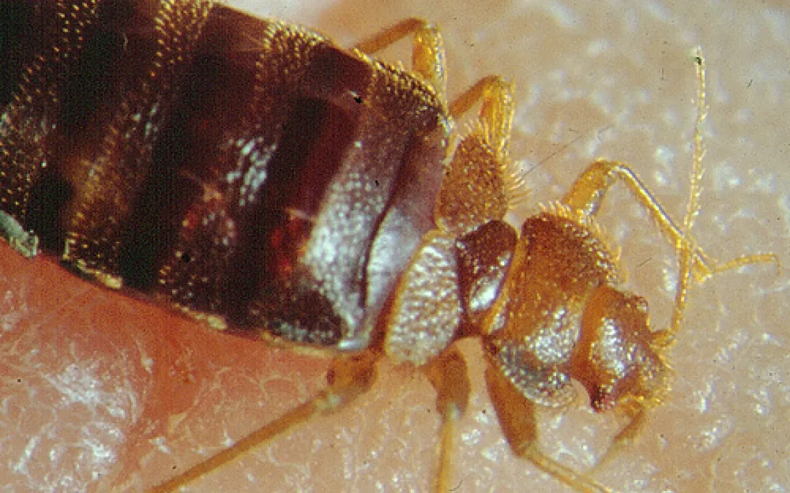 Rückkehr der Bettwanzen 