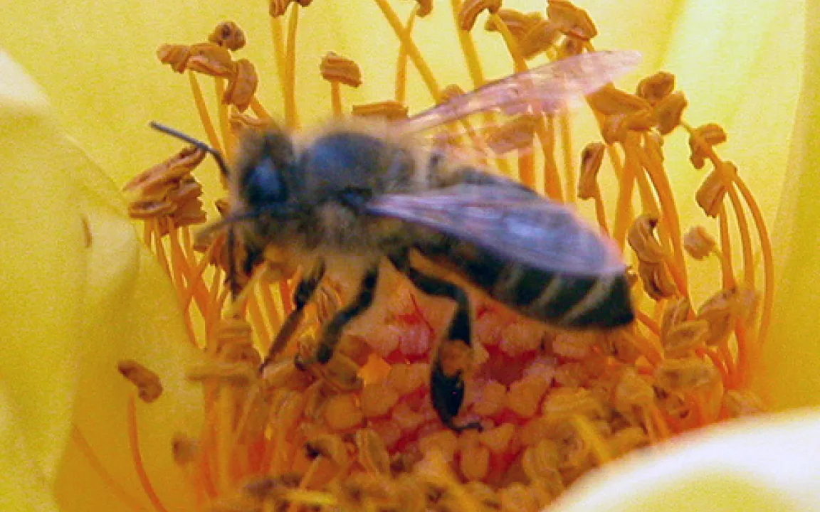 Bienenschutz und Pflanzenschutz: kein Gegensatz 