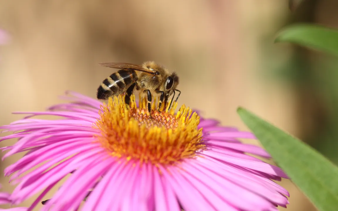 Nur gesunde Bienen sind bienenfleißige Bestäuber