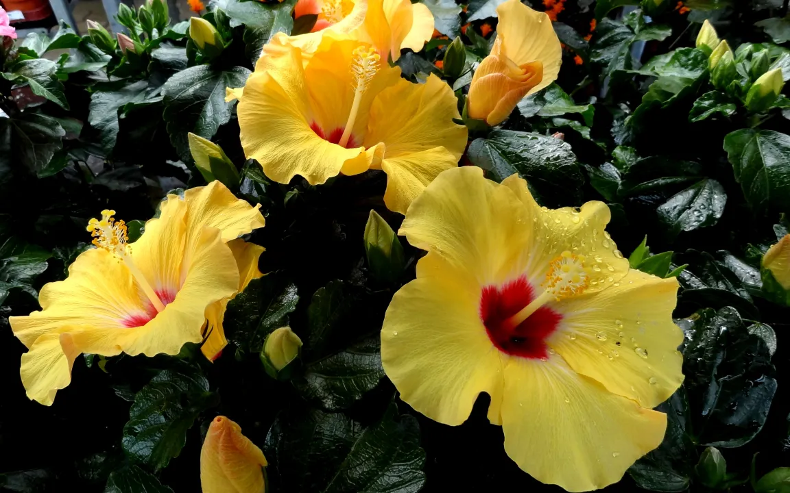 Wenn die Blumenerde schimmelt