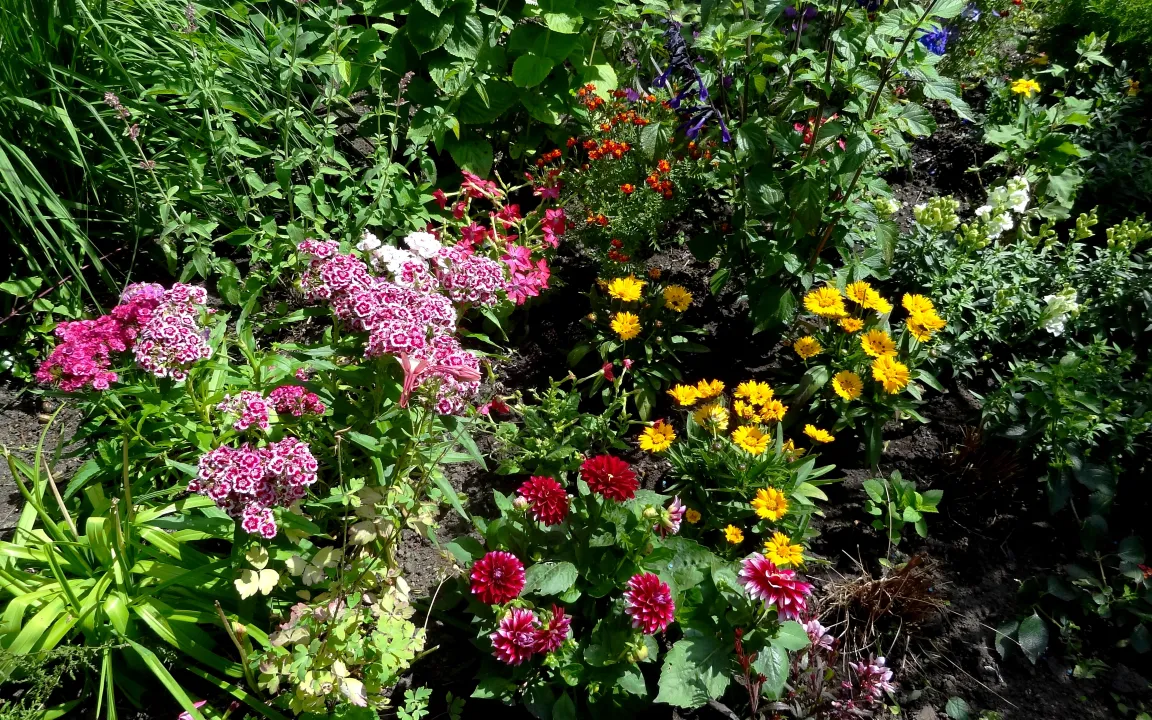 Was ist zu tun, wenn Sommerblumen im Garten rosten?