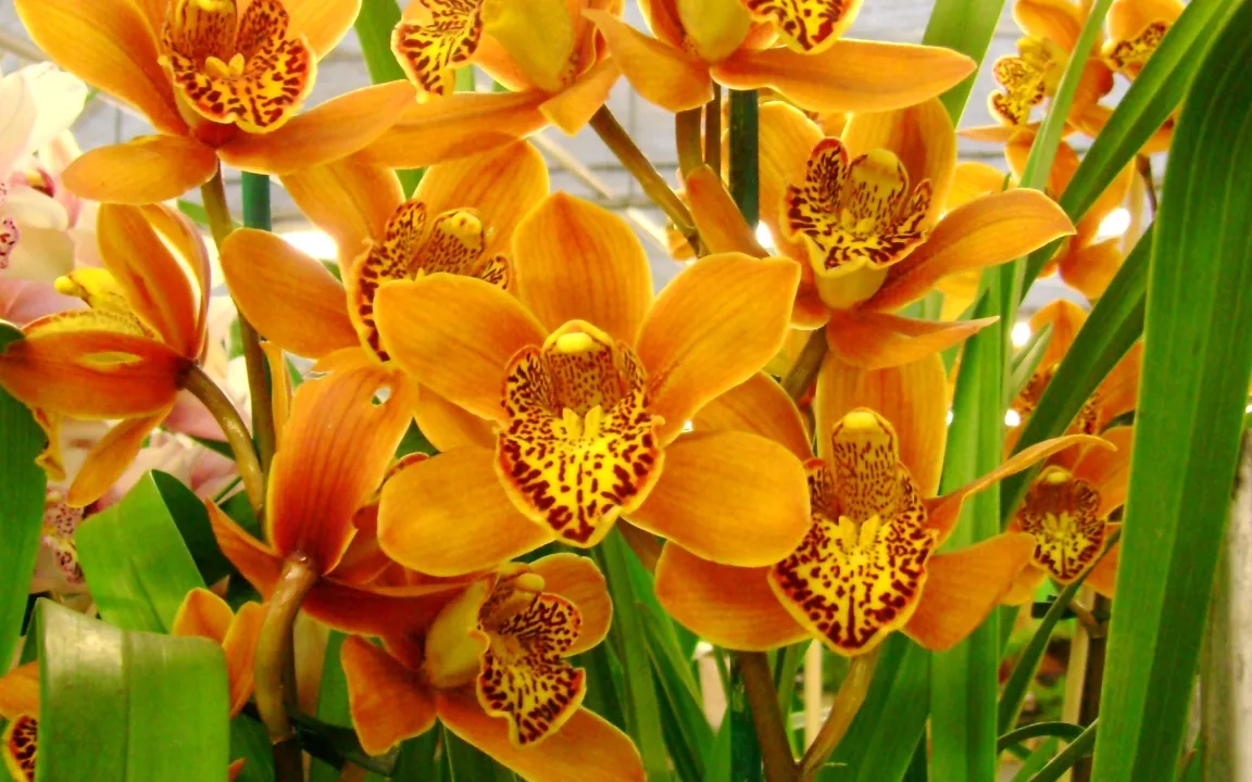 Orchideen im Zimmer gesund erhalten