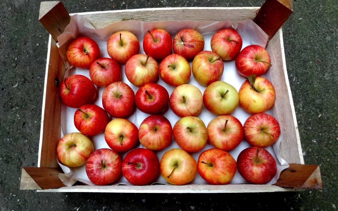 Kernobstschorf auf Äpfeln und Birnen