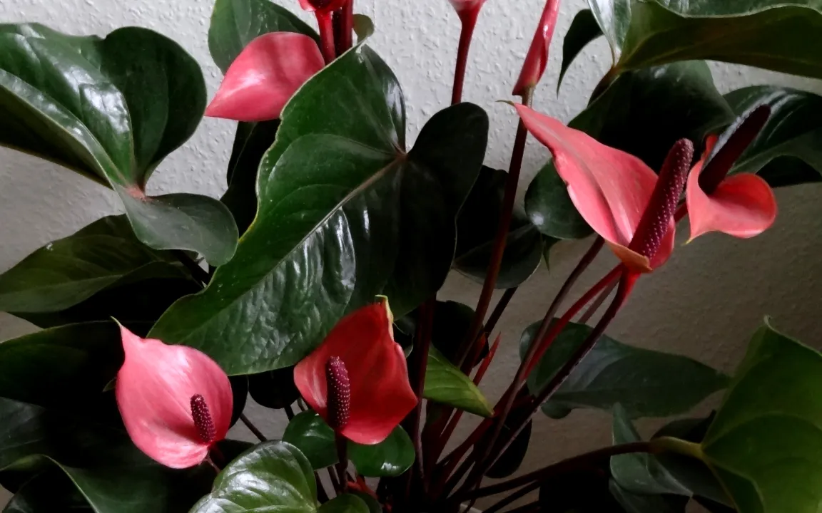 Was Zimmerpflanzen krank macht