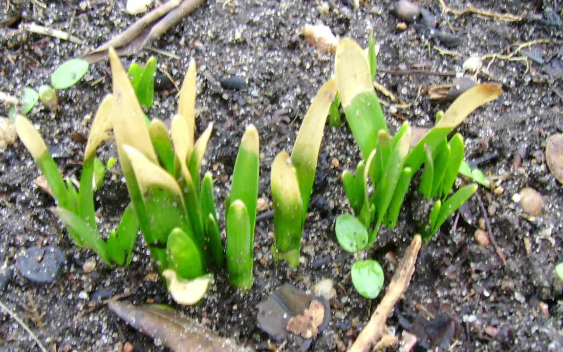 Frostschäden: Austrieb abwarten, erfrorene Teile entfernen, Pflanzen „verwöhnen“ 