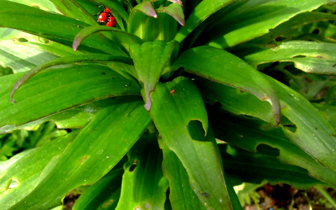 Lilienhähnchen lieben Lilien