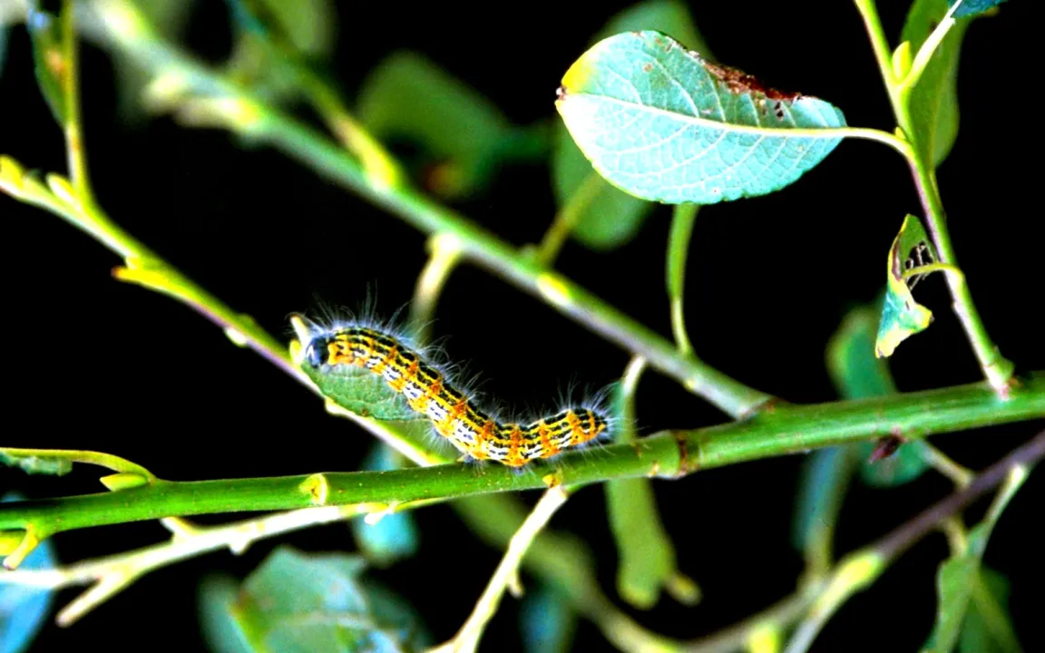 In Sommernächten flattert der Mondvogel um die Weiden