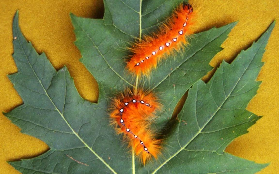 Ahorn- oder Rosskastanieneulen schädigen Laubgehölze