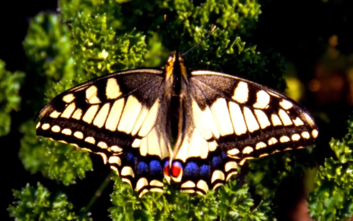 Der Schwalbenschwanz – geschützter Schmetterling mit Schadpotenzial