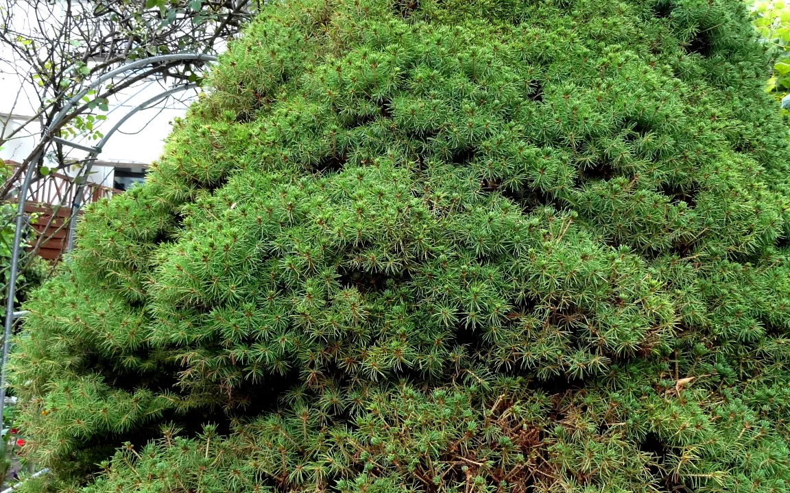 Nadelholzspinnmilben lassen Koniferen braun werden