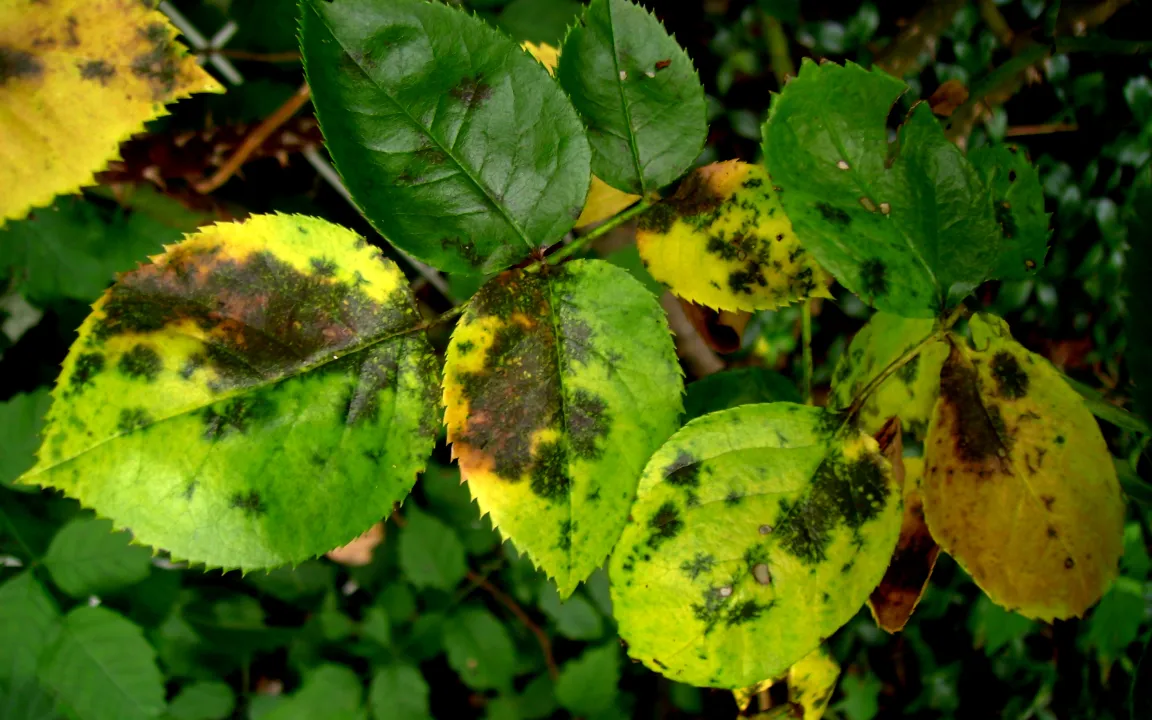 Tückische Pilze plagen die Rosen schon im Frühjahr