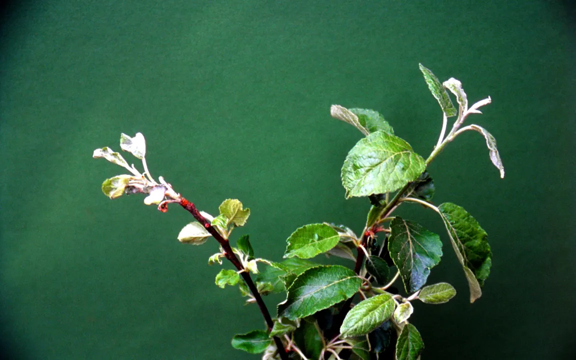 Apfelmehltau ist das ganze Jahr bekämpfbar