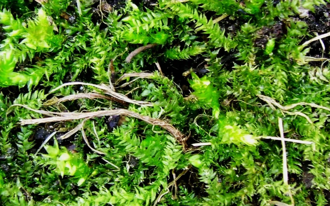 Moos im Rasen – ein ewiges Ärgernis