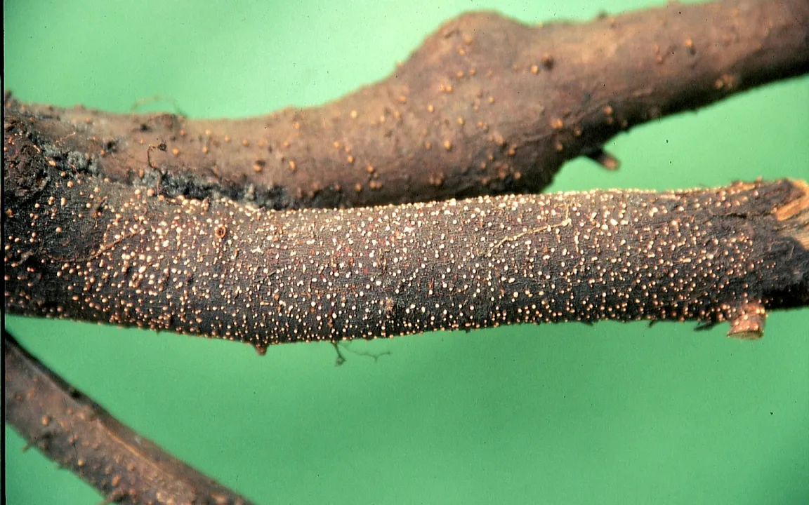 Die Rotpustelkrankheit wird oft unterschätzt