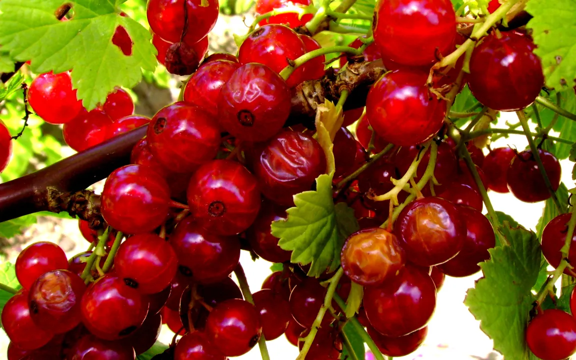 Beerenobst und Gemüse haben schon im Juni Sonnenbrand