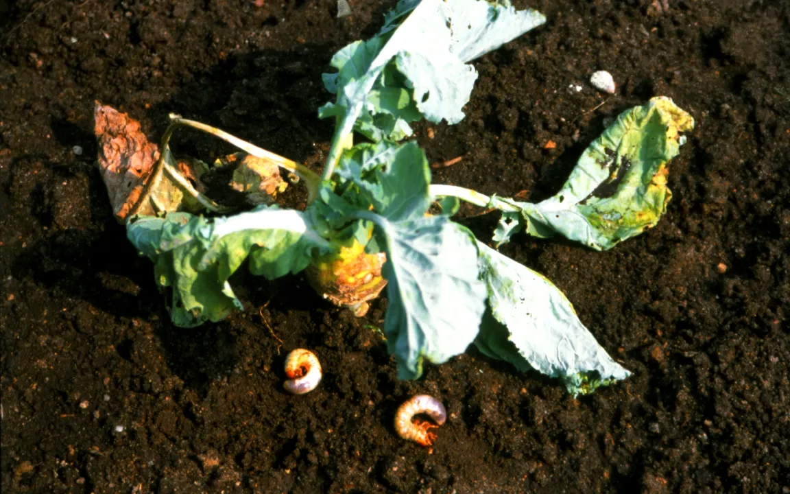 Achtung Blatthornkäfer: 2015 ist wieder ein Maikäfer-Jahr