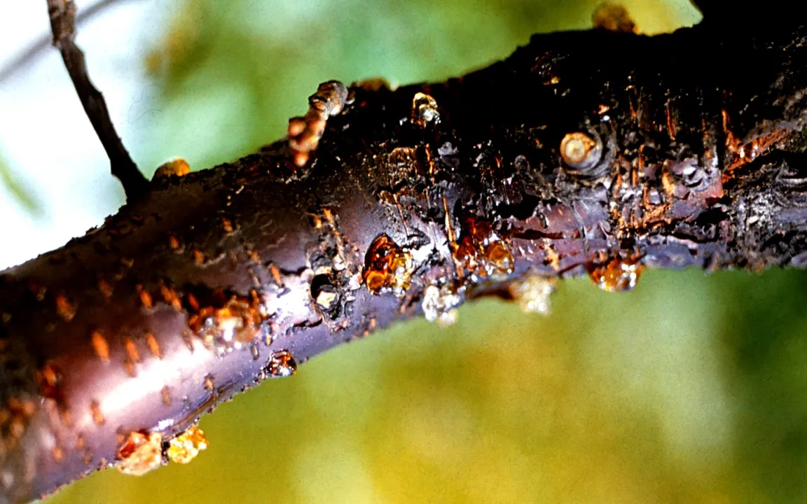 Gummifluss bei Prunus-Arten – zum Weinen
