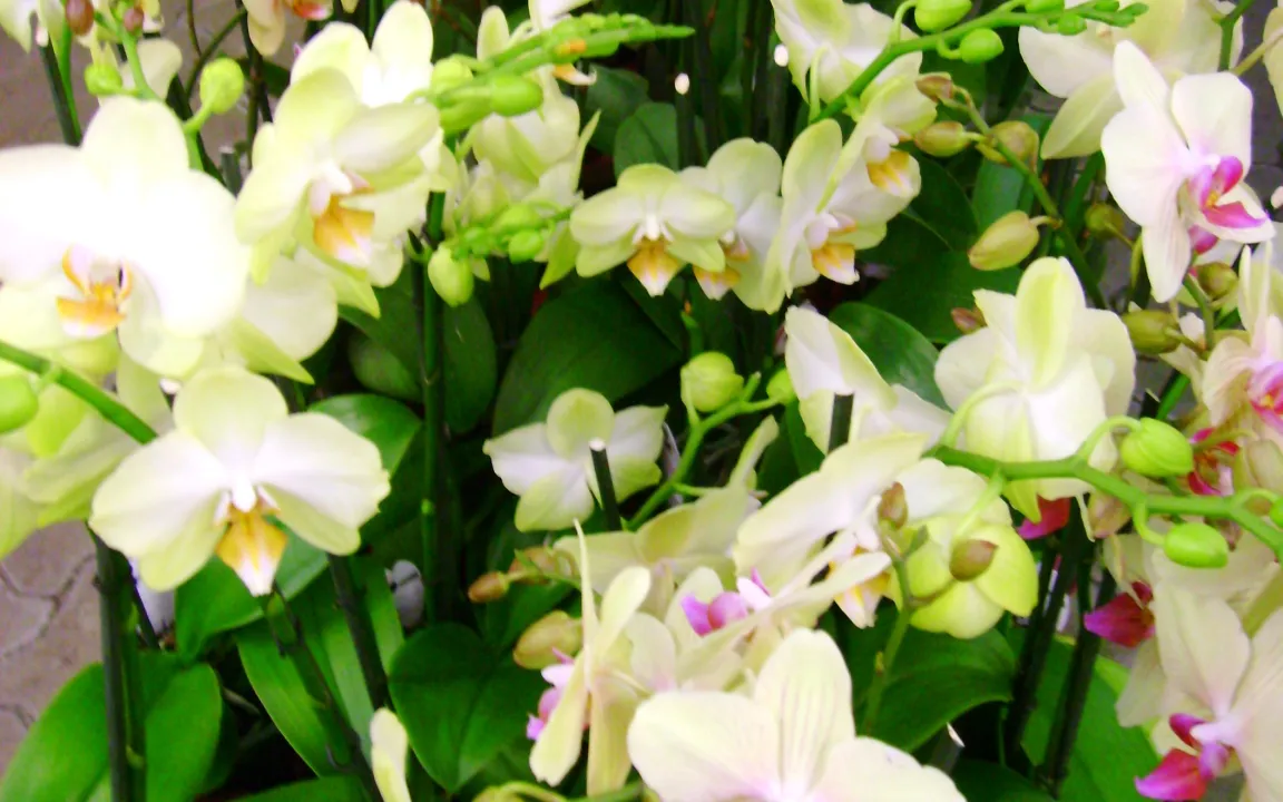 Orchideen – Augenweide im winterlichen Blumenfenster