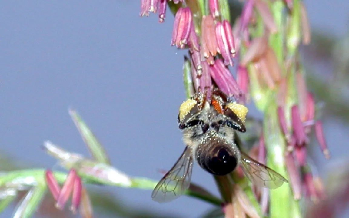 Wenn Bienen Bt-Maispollen naschen