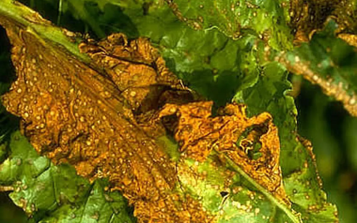 Integrierter Pflanzenschutz