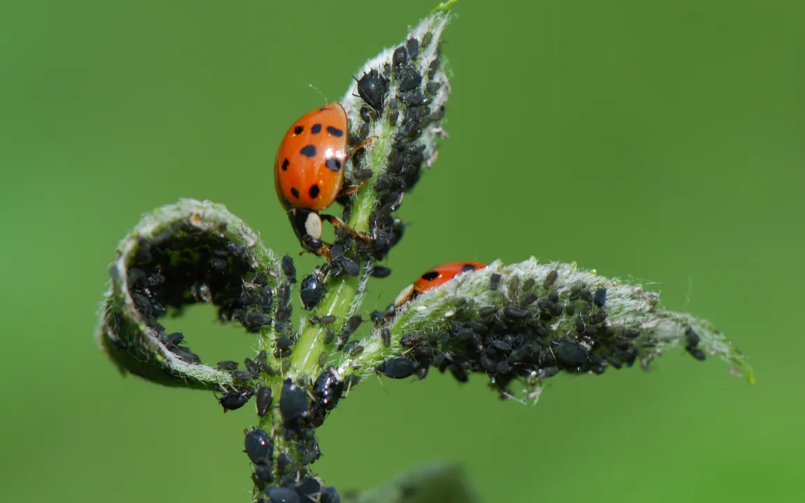 Biologische Pflanzenschutzverfahren im Aufwind
