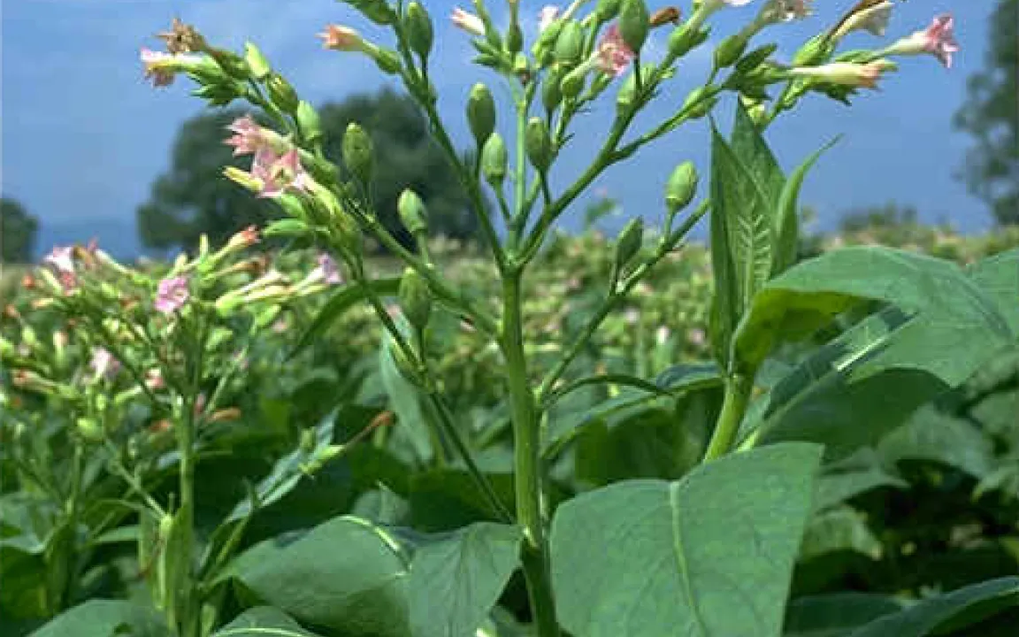 Wo der Tabak wächst … 