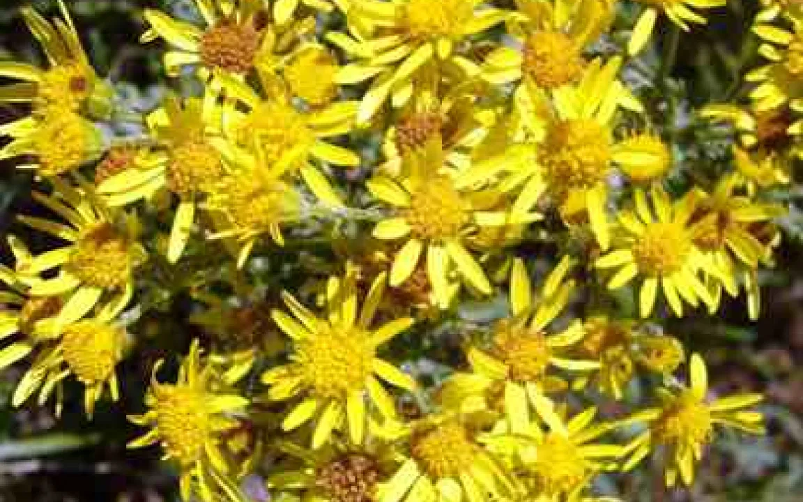 Das Jakobskreuzkraut - ein gefährliches Unkraut