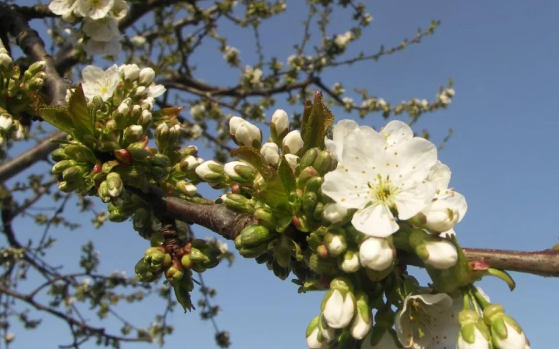 Ein offenes Ohr für Hobbygärtner