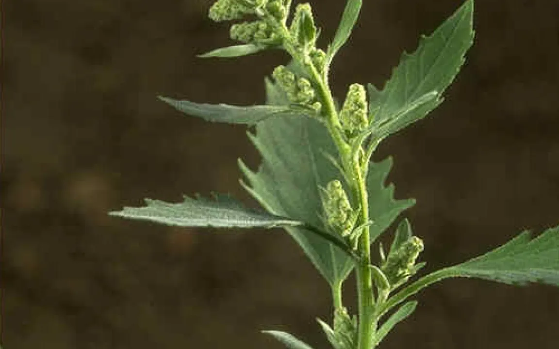 Krautalarm auf dem Acker