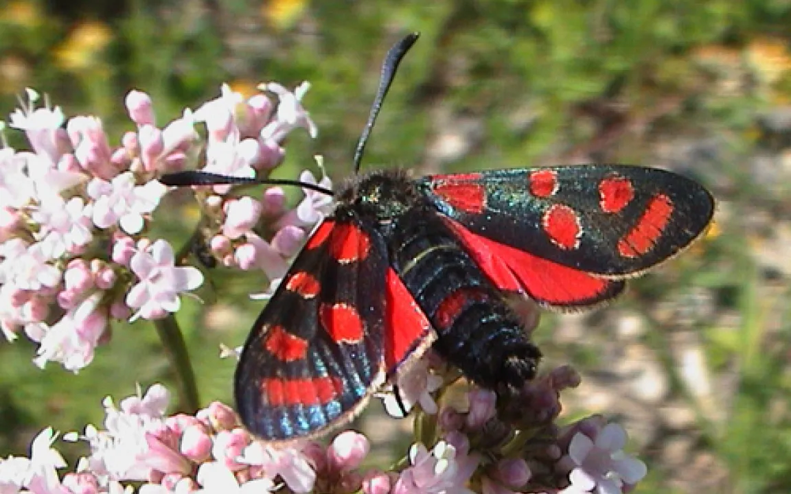 Ein Blutströpfchenfalter ist Insekt des Jahres