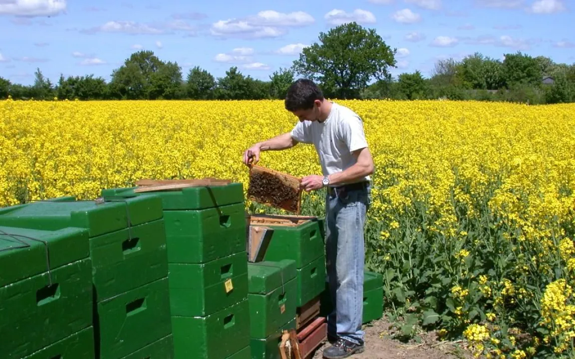 Bienenvölker vor Winterverlusten schützen