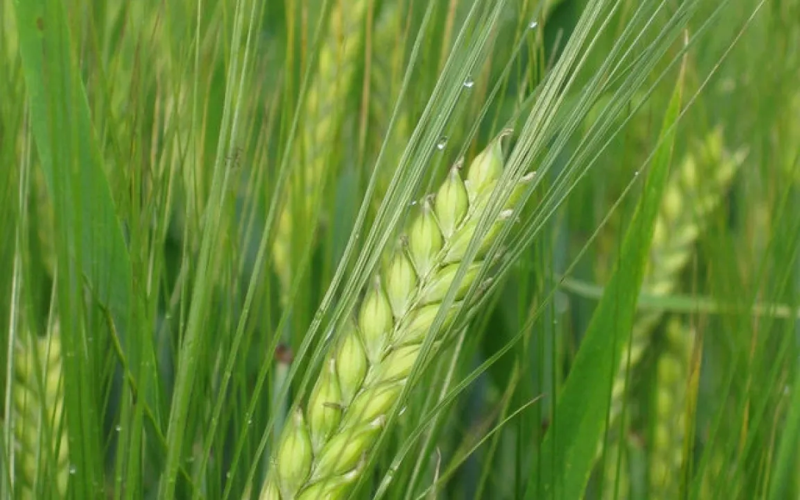 Braugerste: Die Seele des Bieres