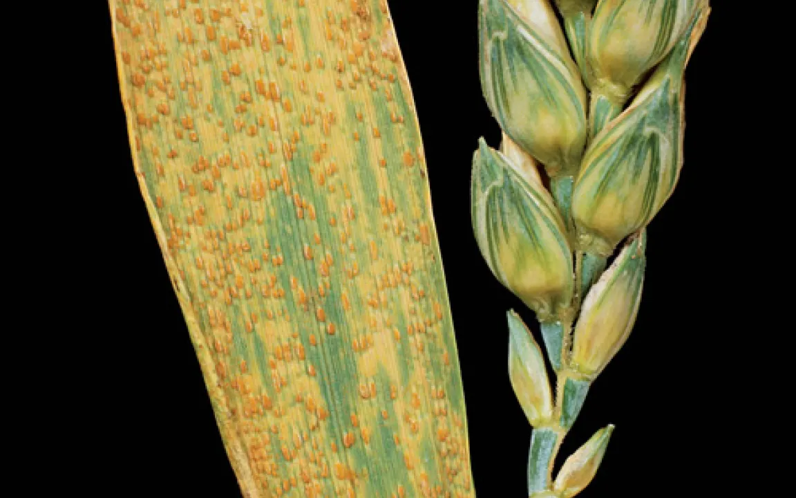 Dauerhafte Resistenz: einem schützenden Gen auf der Spur 