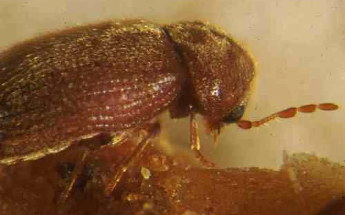 Der Brotkäfer – nicht nur ein allesfressender Vorratsschädling