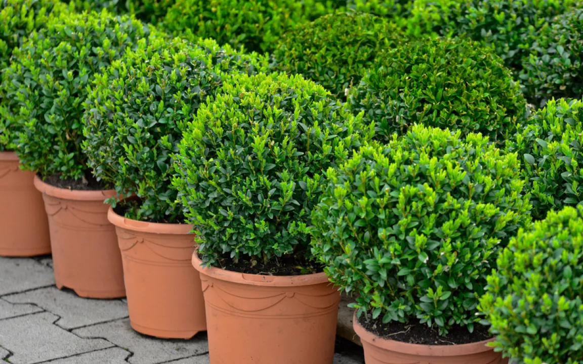 Flöhe saugen an Buchsbäumen