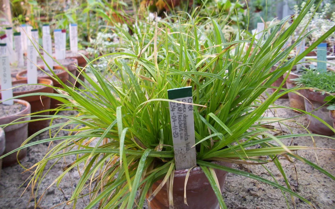 Nicht mehr arm dran: Die "Verarmte Segge"