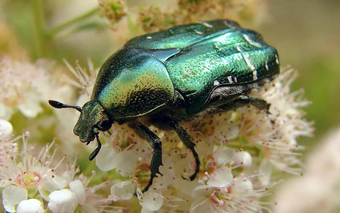 Blatthornkäfer – göttlich, unter Naturschutz, aber auch mal schädlich