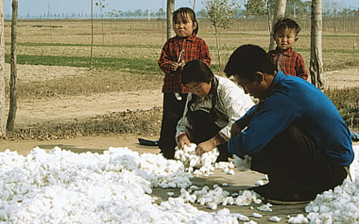 Entwicklungsländer setzen auf Gentechnik 