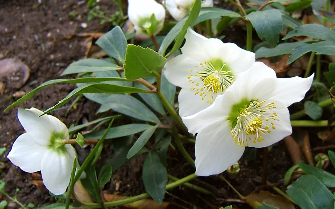 Christrosen – blühen auch zu Weihnachten 