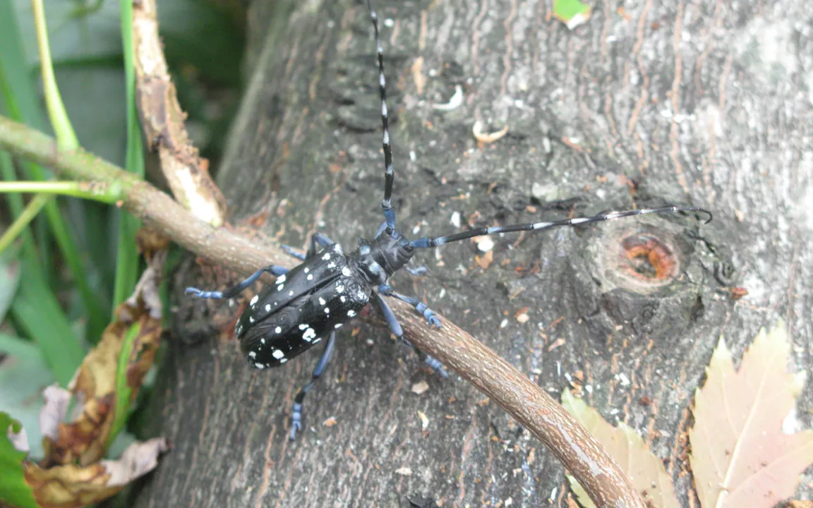 In Europa unerwünscht – der Zitrusbockkäfer 
