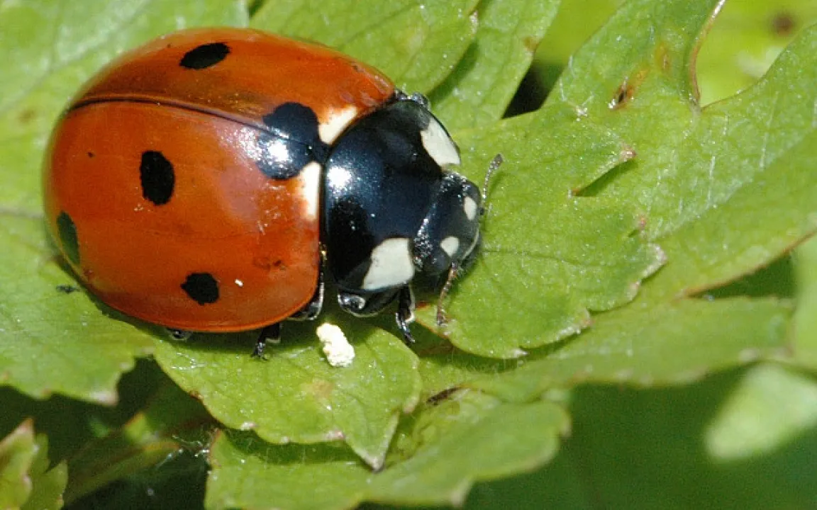 Eingewandert und schädlich - Marienkäfer, Schnecken und Ameisen