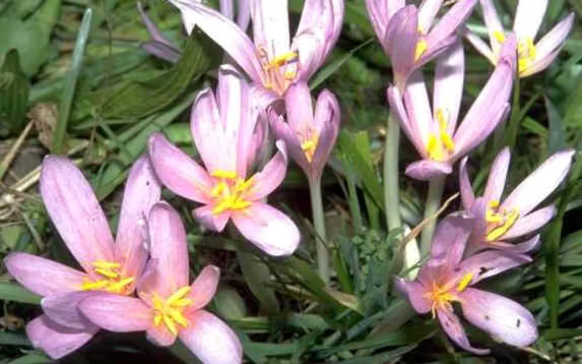 Die Herbstzeitlose – tödliches Gift aus der Natur