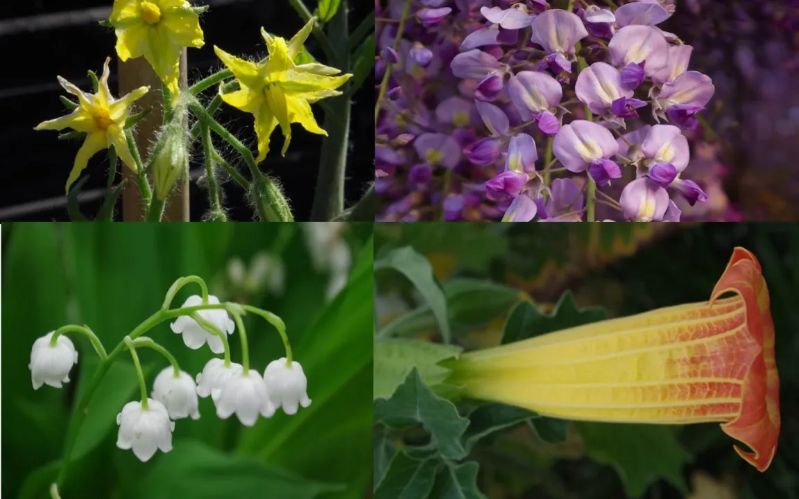 Wahl zur Giftpflanze des Jahres 2014