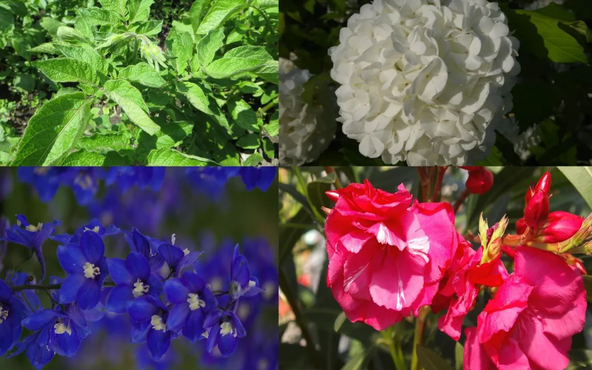 Aufruf zur Wahl der "Giftpflanze des Jahres 2015"