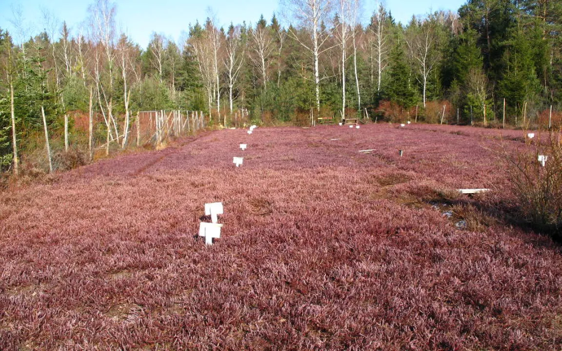 Wissenswertes über Cranberries