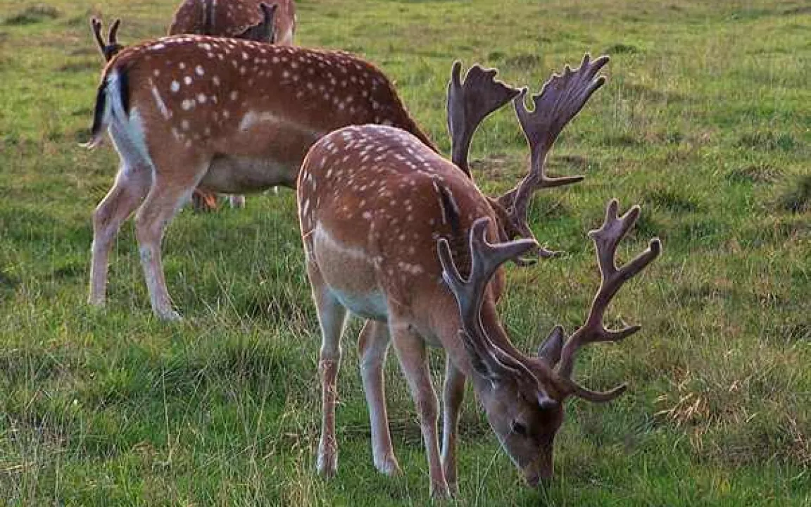 Gentechnisch veränderter Mais hinterlässt keine Spuren im Wildfleisch