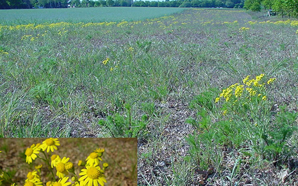 Das Jakobskreuzkraut – gefährlich für's Vieh auf Wiesen und Weiden
