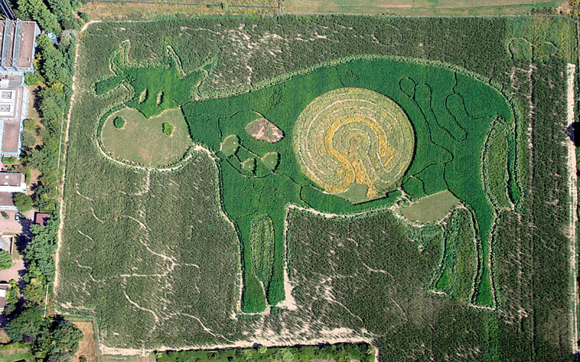 Mais – den Alleskönner unter den Nutzpflanzen einmal „persönlich“ kennenlernen 