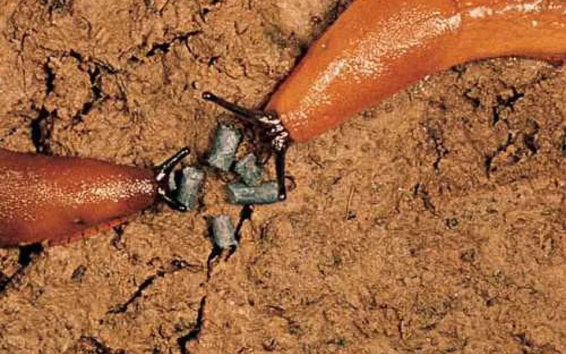Was tun Ackerbauprofis gegen die Schneckenplage?